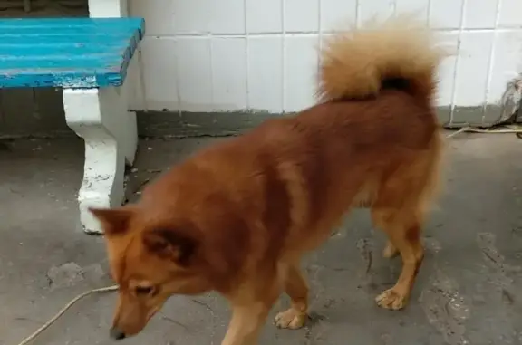 Найденные животные Москва, фото: Потерянная собака на ул. Профсоюзной, ищем хозяев!