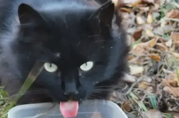 Найдена чёрная кошка с белым пятнышком в посёлке Восточный, Москва