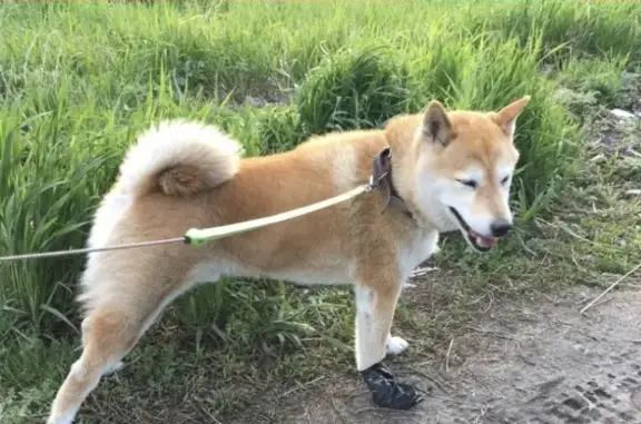 Пропала собака в селе Береговое, Новосибирская область