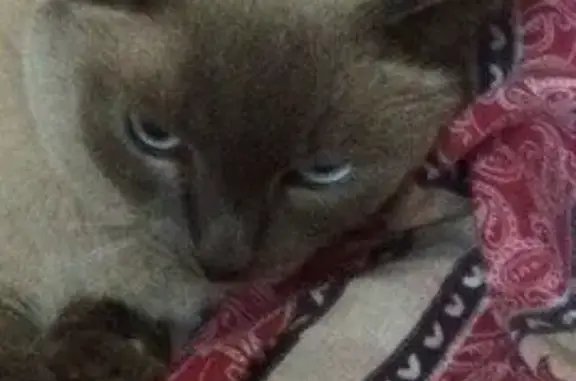 Кошки потеряшки, Москва, фото: Потеряшка тайская кошка в Москве, 9 лет.