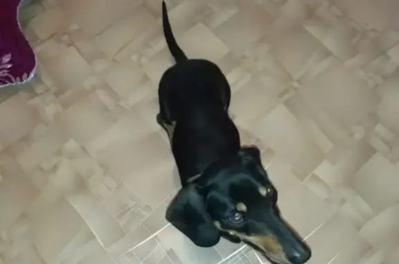 Собака-мальчик такса найдена в Домодедово на улице Дружбы.