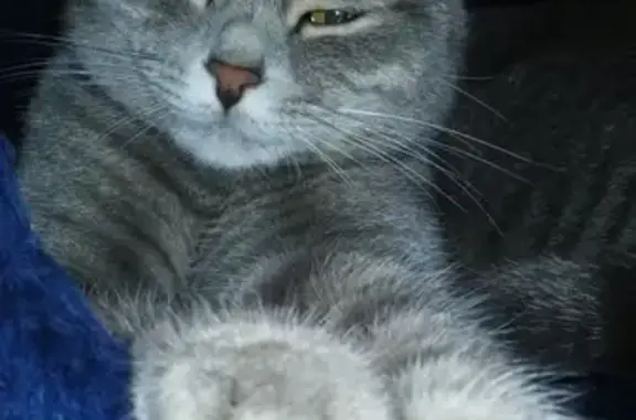 Кошки потеряшки, Москва, фото: Потеряшка серая кошка, ищем 2 месяца. Вознаграждение 5000 рублей. Москва.