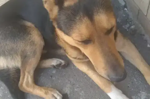 Пропала собака на Астраханской 250