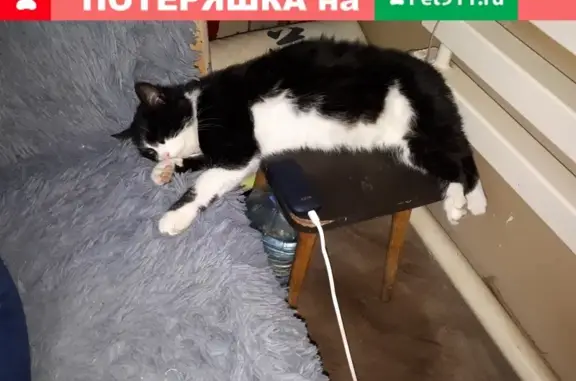 Пропала кошка Гарик в Таганроге