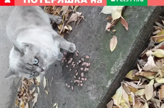 Найдена кошка на Калужско-Рижской, ищем новый дом