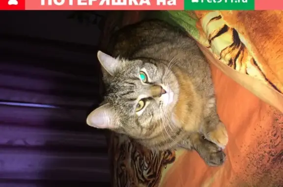 Пропала кошка с ошейником в Новой Гоголевке