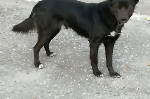 Найдена красивая собачка на ул. Титова, ищет добрые руки в Пензе