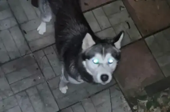 Найдена собака, Москва, фото: Найден кобель Хаски в Москве на Лесной улице, 96