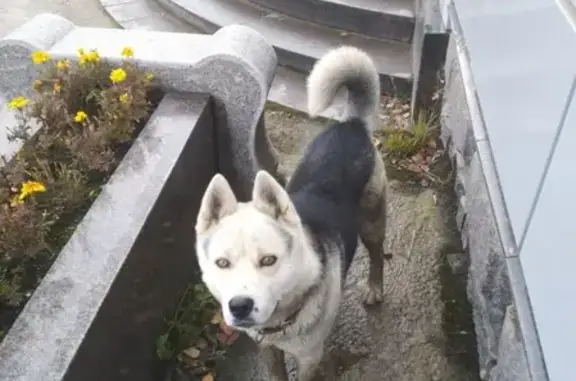 Найден пёс в Долгопрудной на Московском шоссе