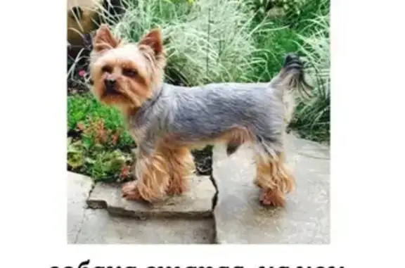 Собаки потеряшки, Москва, фото: Потеряшка собака на Щелковском шоссе 91-2, Москва