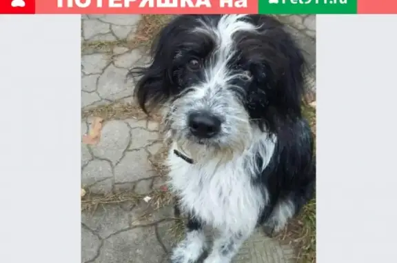 Найдена собака в районе Новодашково, ищут новых хозяев