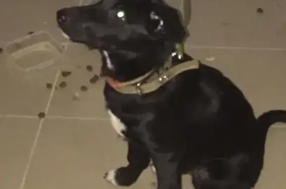 Найдена собака на Шеронова 5 в Хабаровске