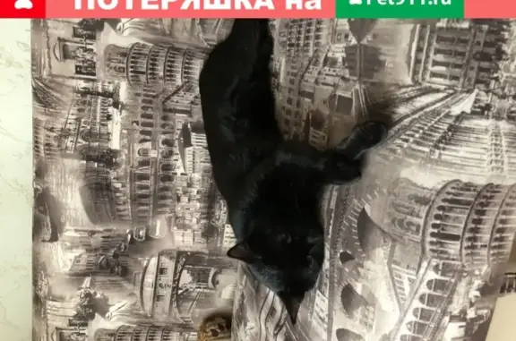 Найден домашний кот в подъезде Фрунзе 102, Томск