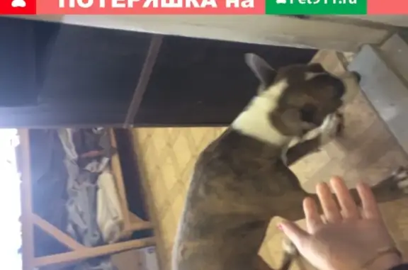 Найдена собака в Красноярске на Лалетино, 7