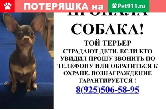 Пропала собака в Шемякино, Московская область
