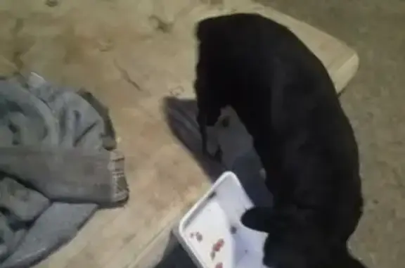 Собака Той-терьер найдена в Бийске