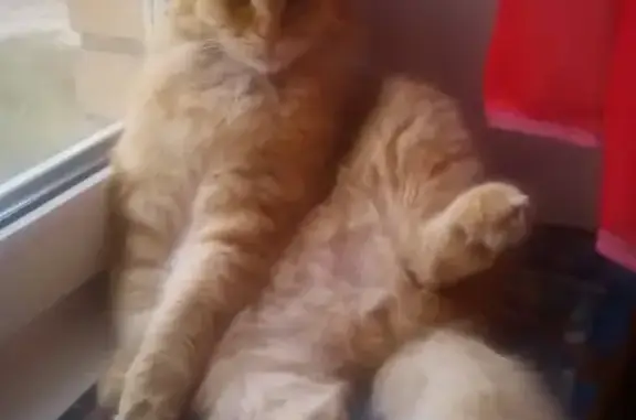 Кошки потеряшки, Озёры, фото: Потеряшка кошка Кузя на ул. Воровского, д. 35