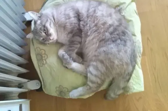 Потерянные животные Улан-Удэ, фото: Пропала кошка Пуся в Улан-Удэ, Россия