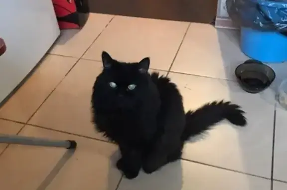 Найдена черная кошка на Седова 67