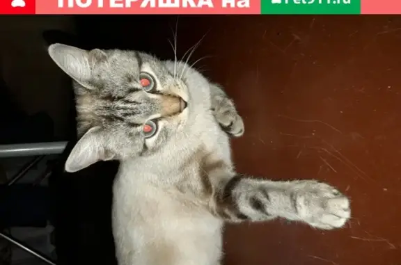 Найдена кошка в Томске, р-н Мокрушинского кольца