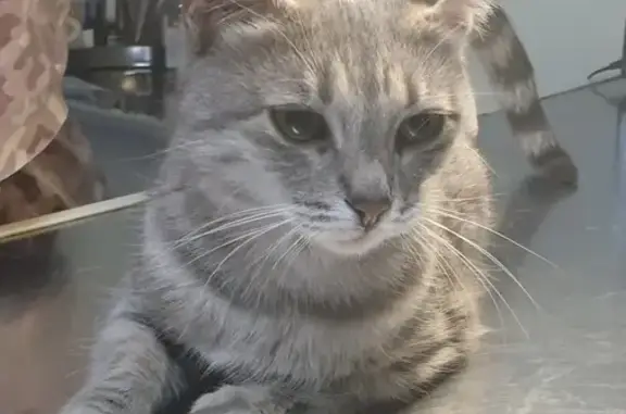 Найдена домашняя кошка возрастом около года на Коломенской улице, дом 7