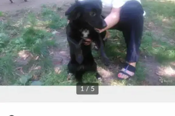 Пропала собака Джесси в Видном, Московская область