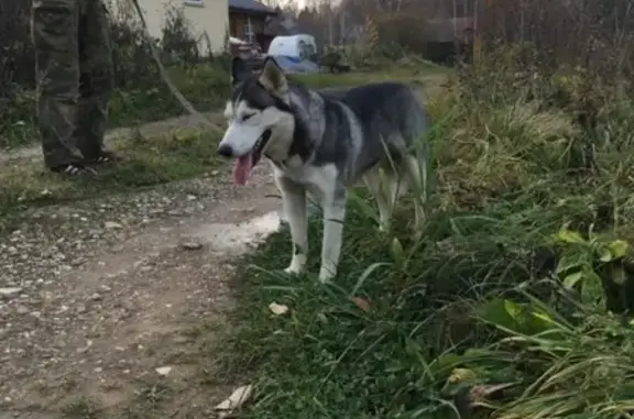 Найдена собака, Москва, фото: Найдена собака в деревне Сурмино, Московская область