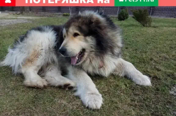 Пропала кавказская овчарка Грей в Орехово-Зуево