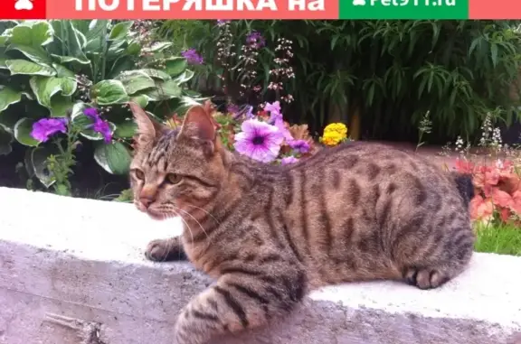 Пропала кошка в деревне Сергеево, Московская область