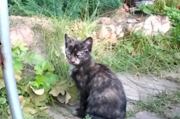 Потерянные животные Екатеринбург, фото: Пропала кошка Дуся, упала с балкона в Екатеринбурге