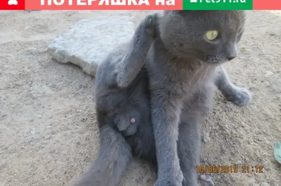 Пропала кошка в Всеволожском районе, Россия