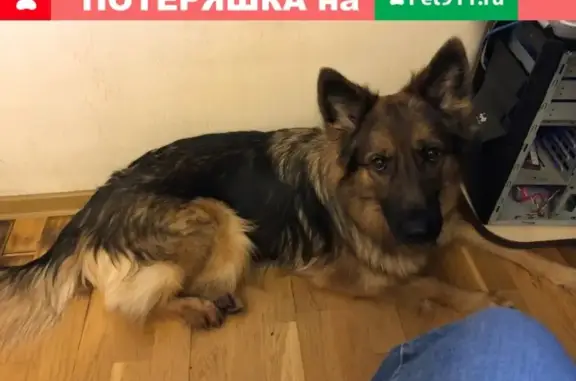 Собаки потеряшки, Ленинградская, фото: Потеряшка собака 