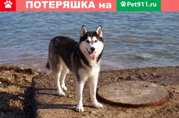 Пропала собака в районе Победа-Демышева-Фрунзе-Ленина
