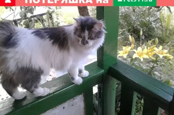 Пропала кошка в Володарске, Нижегородская обл.