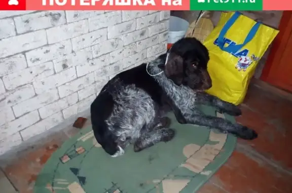 Собака найдена в Коммунаре, ищет хозяина, СПб