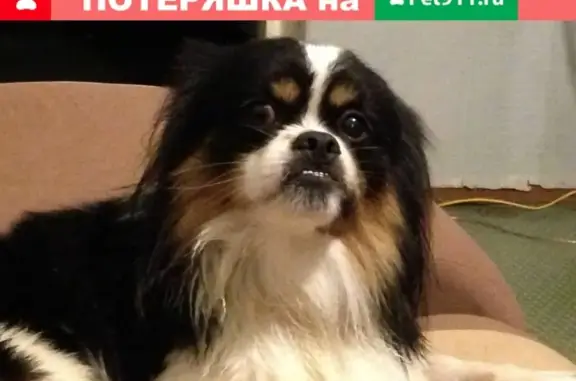 Собаки потеряшки, Воскресенский район, фото: Потеряшка собака Тоби в Саратовском районе, Еремеевка