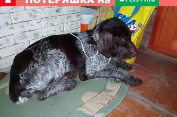 Собака в коричневом ошейнике найдена в Коммунаре, Ленобласть, Россия