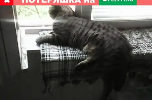 Кошки потеряшки, Москва, фото: Потеряшка кошка в СНТ Дружба, Московская область