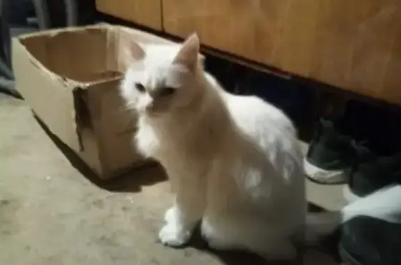 Найдена белая ангорская кошка в Михнево, ул. Чкалова, 35