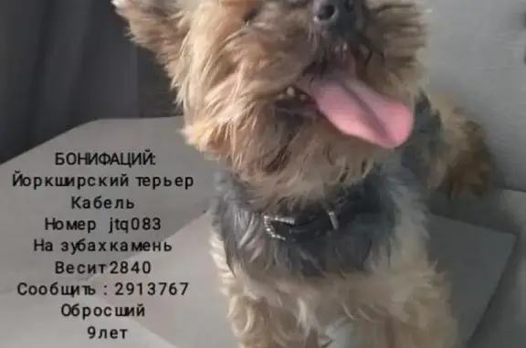 Собаки потеряшки, , фото: Потеряшка собака в Новосибирске