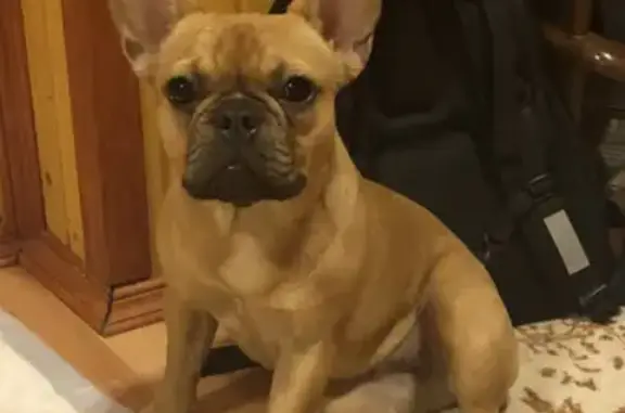 Пропала собака Французский бульдог Плюша в Раменском