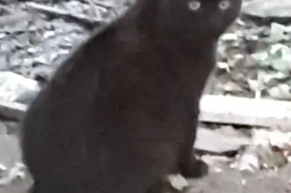 Пропала кошка на улице Врача Михайлова, 44 в Ульяновске