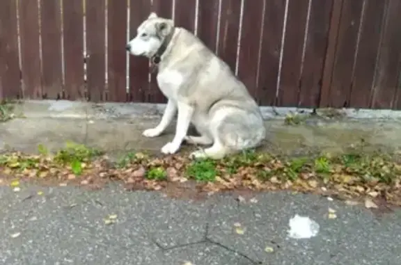 Найдена собака в деревне Кутьино, Московская область