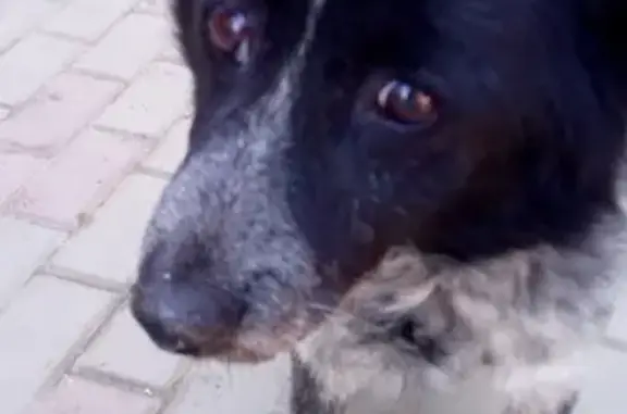 Найдена собака в Севастополе, окрас охотничий.