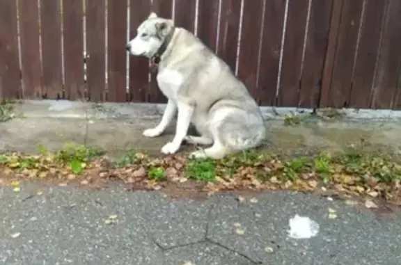 Найдена собака в деревне Кутьино, ищу хозяина