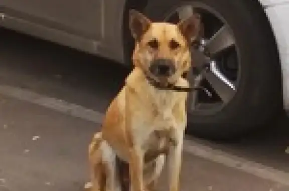 Найдена собака на Онежской улице