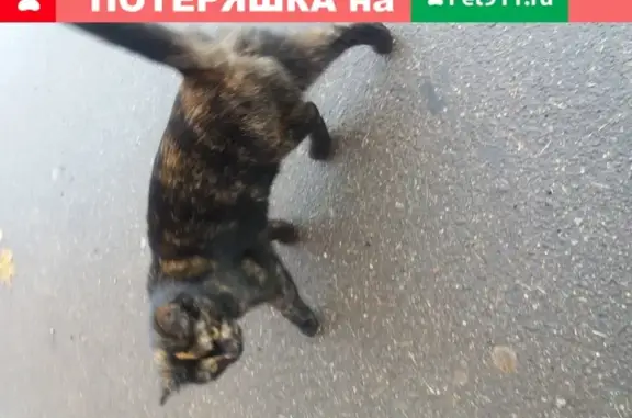 Найдена кошка на Новочерёмушкинской, д.26