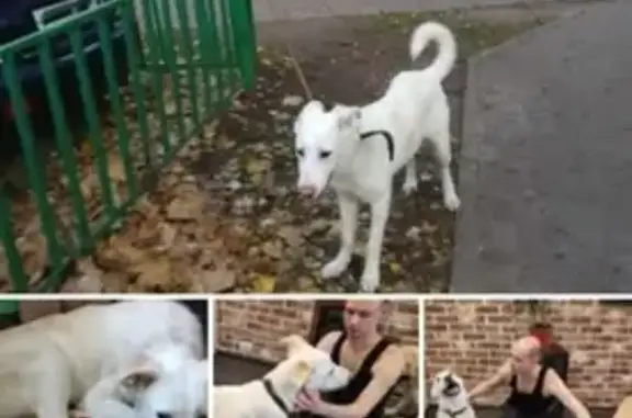 Найдена собака в Западном Дегунино, Москва