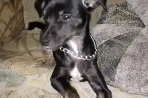 Пропала собака в Славянске-на-Кубани, ул. Богдановская 26