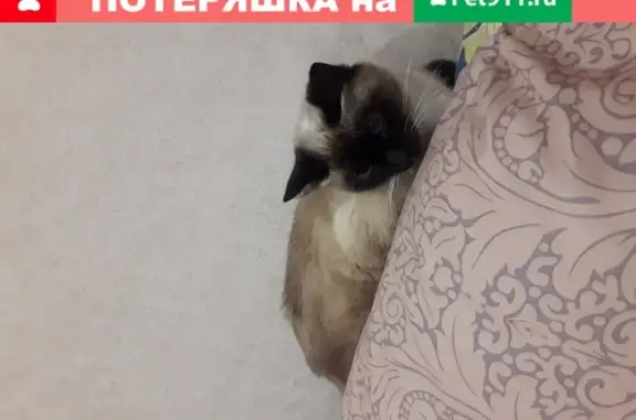 Найдена тайская кошка в Иркутске